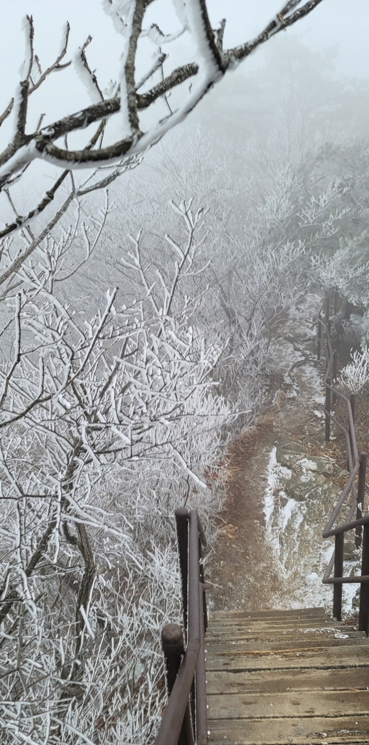  눈꽃 천국! 주차부터 등산코스 그리고 난이도까지 한방에 정리! [계룡산 관음봉]