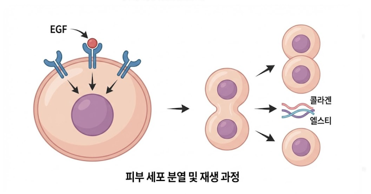  EGF 재생크림 vs 시카크림 비교, 피부 재생 원리, 진정 성분 차이