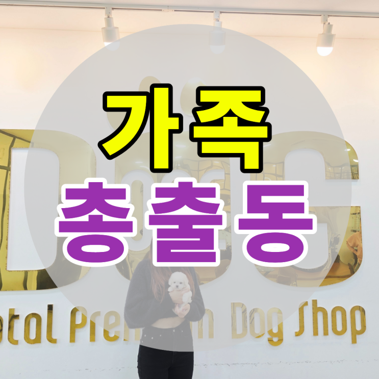  논산서 온 가족 총출동 , 비숑 한눈에 반하셨어요 세종 강아지분양 원독