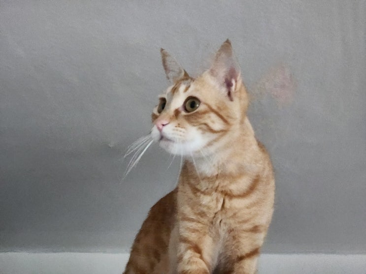  고양이가 좋아하는 행동, 길고양이 친해지기 방법