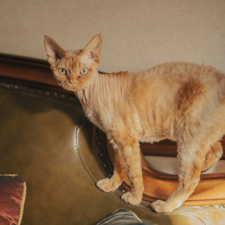  데본렉스, 귀와 털에서 분위기가 완성되는 고양이