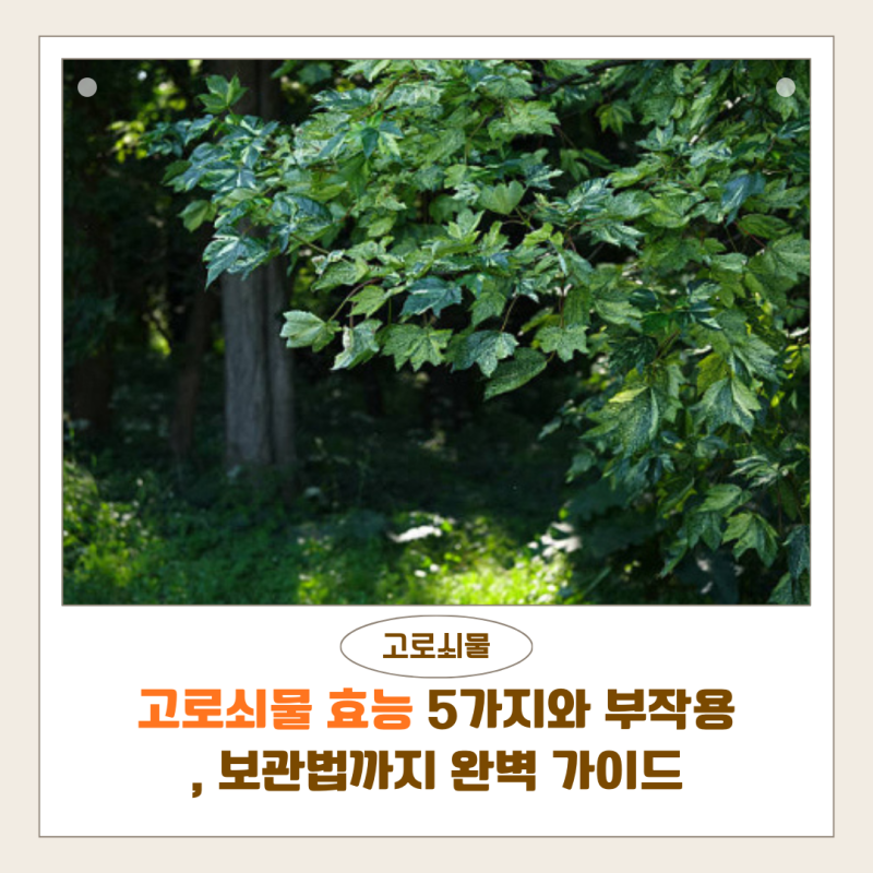 고로쇠물 효능 5가지와 부작용, 보관법까지 완벽 가이드