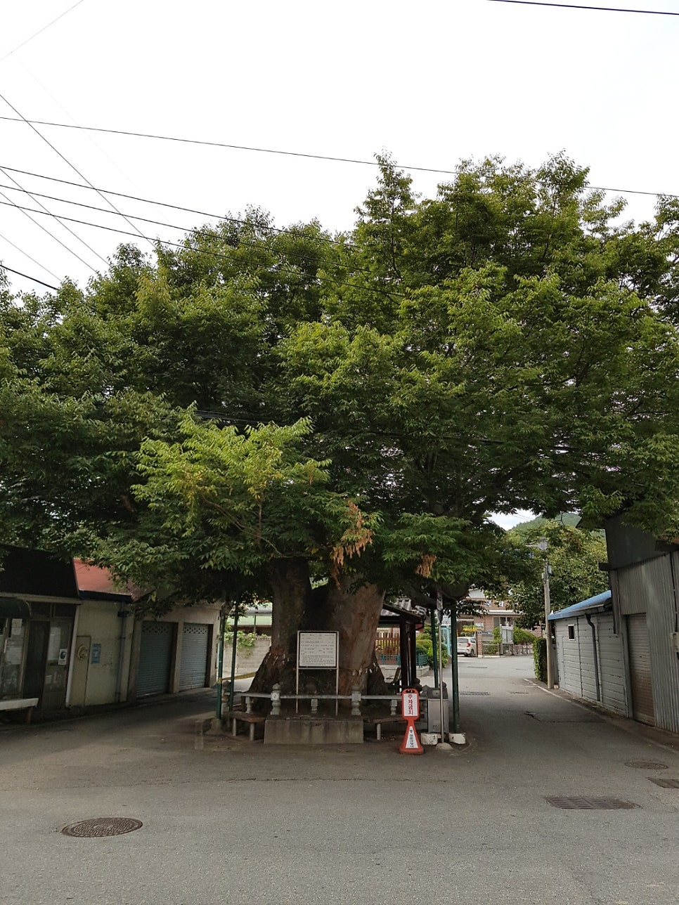 나의살던고향은 사진 1