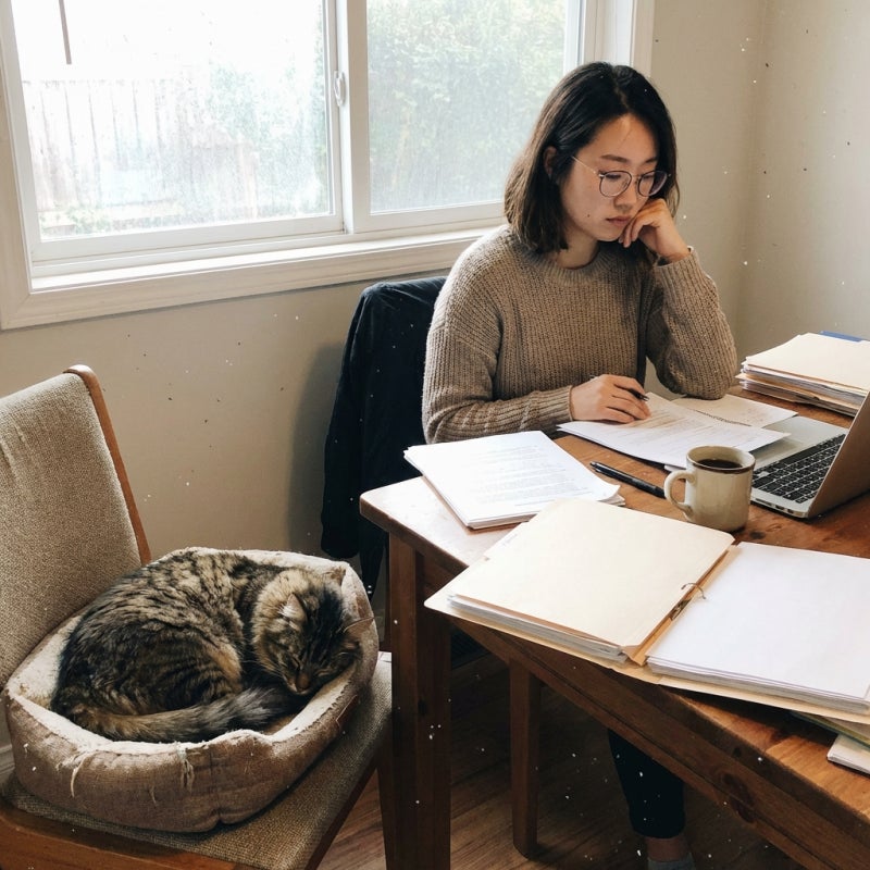 길고양이 구조 후 소유권, 내가 키웠으니 당연히 내 것일까 실무 기준 정리 관련 이미지 4