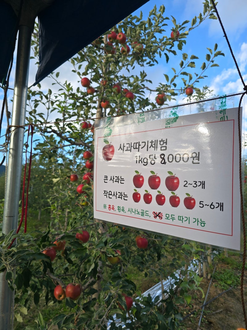 영주 사과따기 체험 햇님농장 부석사 가는길 부석 사과체험
