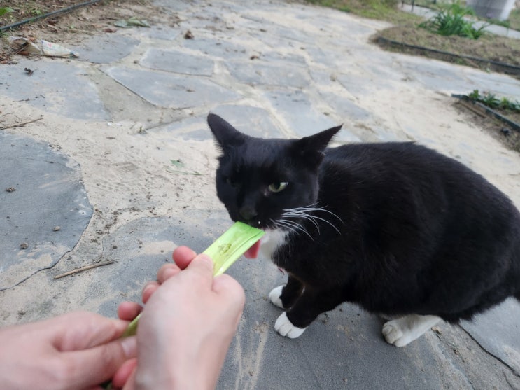  길고양이 급식소 사료 길냥이 밥 챙겨주는 법