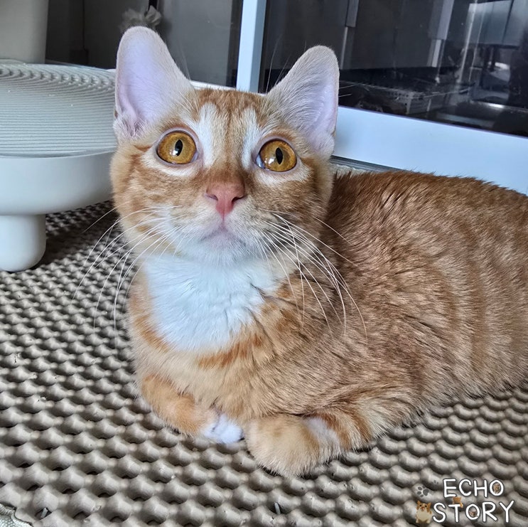 고양이 발작 중 거품과 침, 왜 나타날까