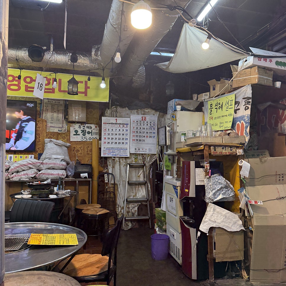 코스모스과메기 사진 2