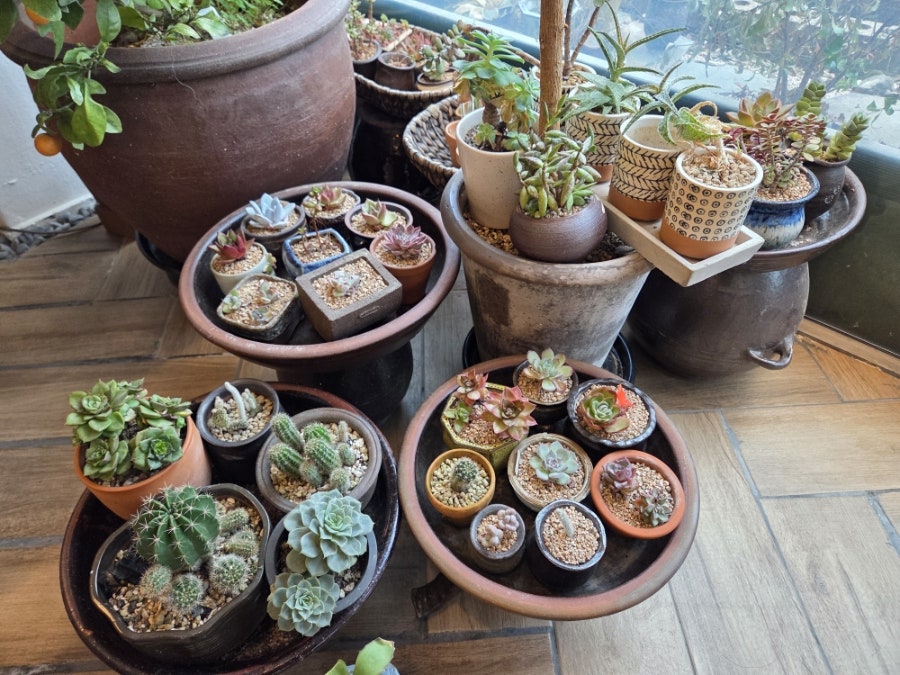 팥꽃빙수 사진 6