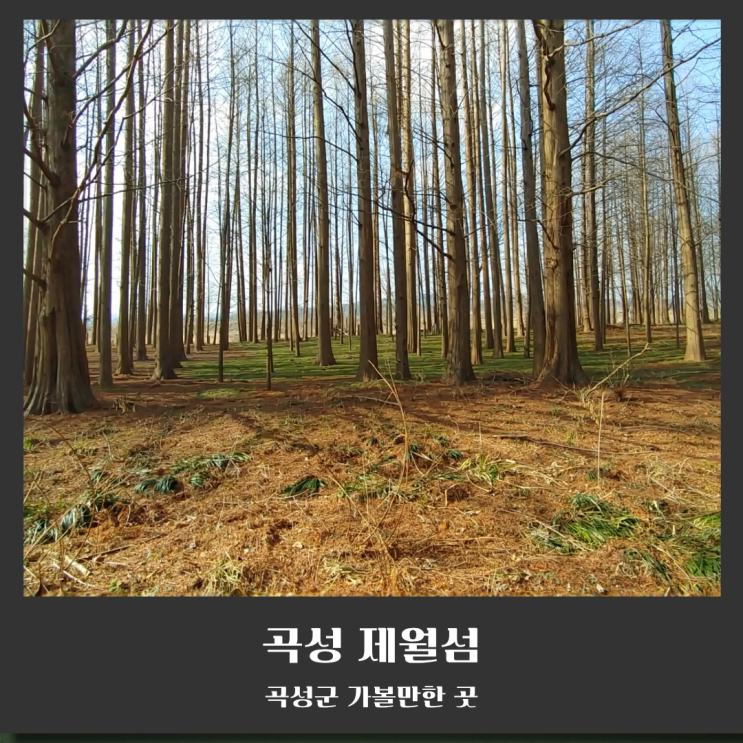  곡성 제월섬, 섬진강 위 비밀스러운 숲섬으로의 초대