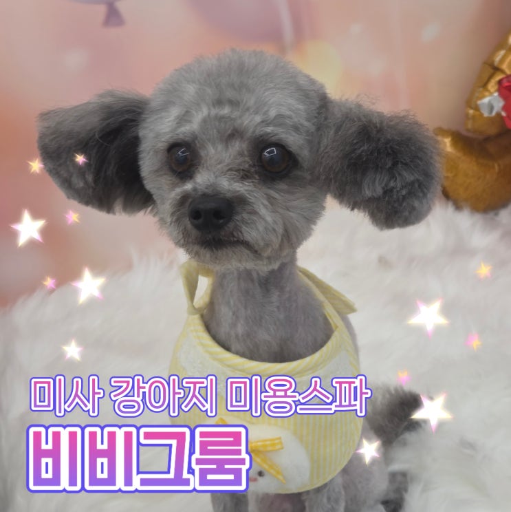  미사애견미용 비비그룸, 이쁘게 미용했어요