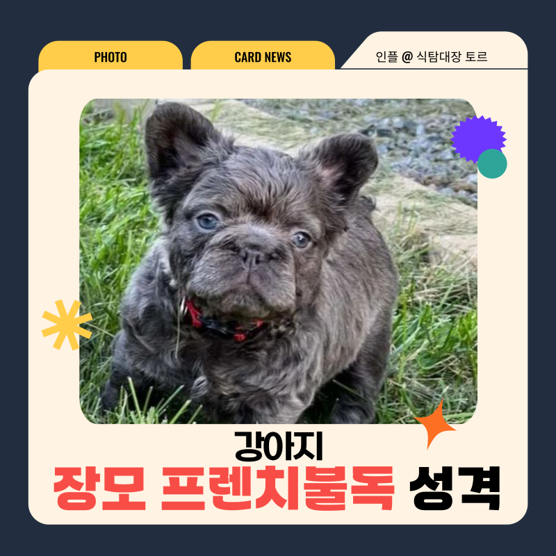 프렌치불독인데 털이 길다? 장모 프렌치불독, 성격까지 반전 포인트