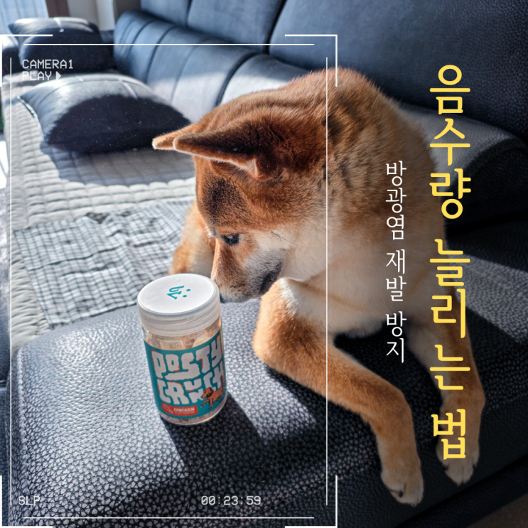  강아지 방광염 재발 방지: 포스티 크런치로 음수량 늘리기 급여 기록