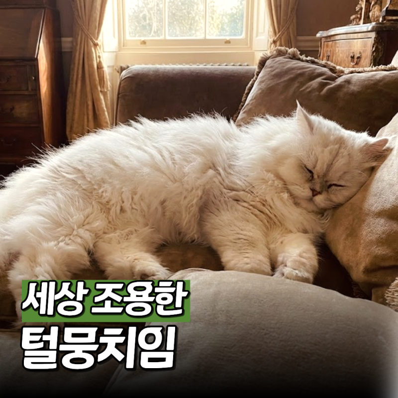 "인형인 줄.." 세상 조용한 페르시안 고양이, 입양 전 주의점 4가지