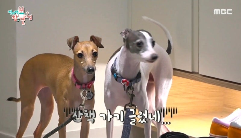 최다니엘 강아지 쑝 콩이 품종 종류 가격 얼마? 반려견 일상 근황 정리