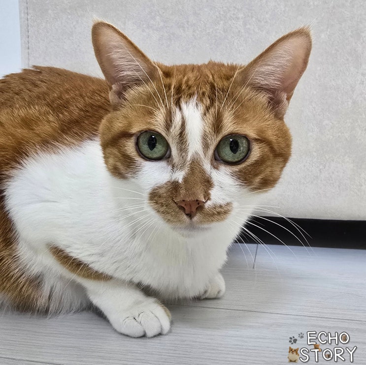  고양이는 정말 혼자여도 괜찮을까, 고양이 외로움에 대해 느낀 점