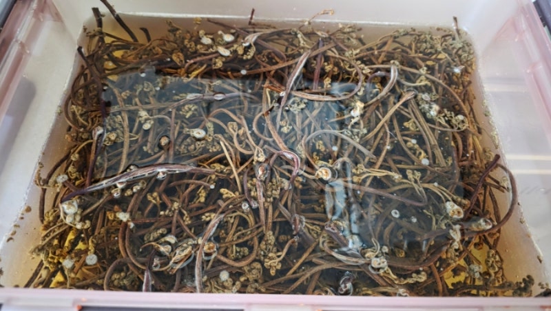 기다림이 만든 깊은 맛, ‘건고사리나물’ 완벽 가이드