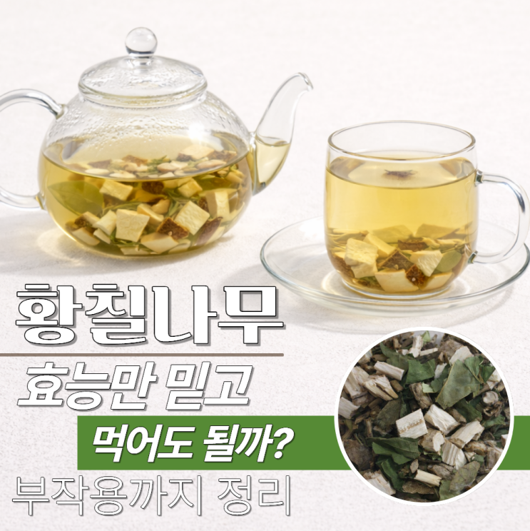  황칠나무 효능 차 진액 부작용 총정리