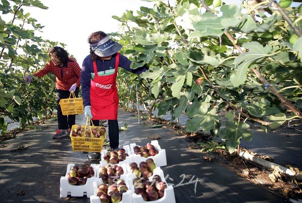  전남도, 올해부터 ‘농어민 공익수당’ 10만 원 인상..4월 조기 지급