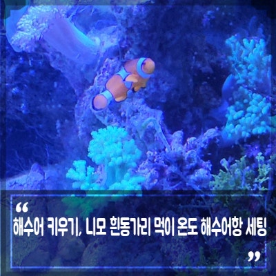 해수어 키우기, 니모 물고기 흰동가리 먹이 온도 해수어항 세팅과 키우기 방법