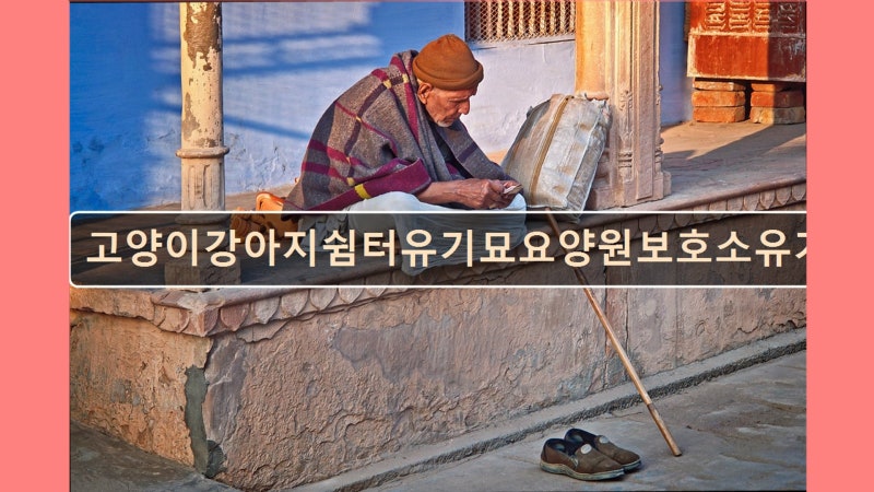 고양이강아지쉼터유기묘요양원보호소유기동물유기견파양보호센터