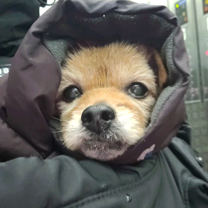  강아지 신부전 증상, 쿠싱증후군일 수 있어요