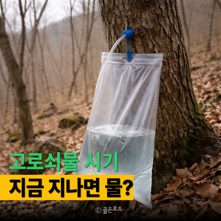  고로쇠물 시기 “이 기간” 지나면 단맛 빠져요, 첫 모금에 인상 쓰게 된 이유