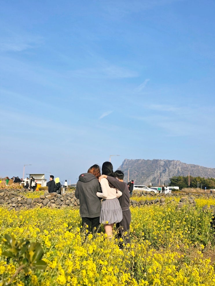 제주도 유채꽃 명소 Top3 서귀포 성산일출봉 유채꽃 제주 실시간