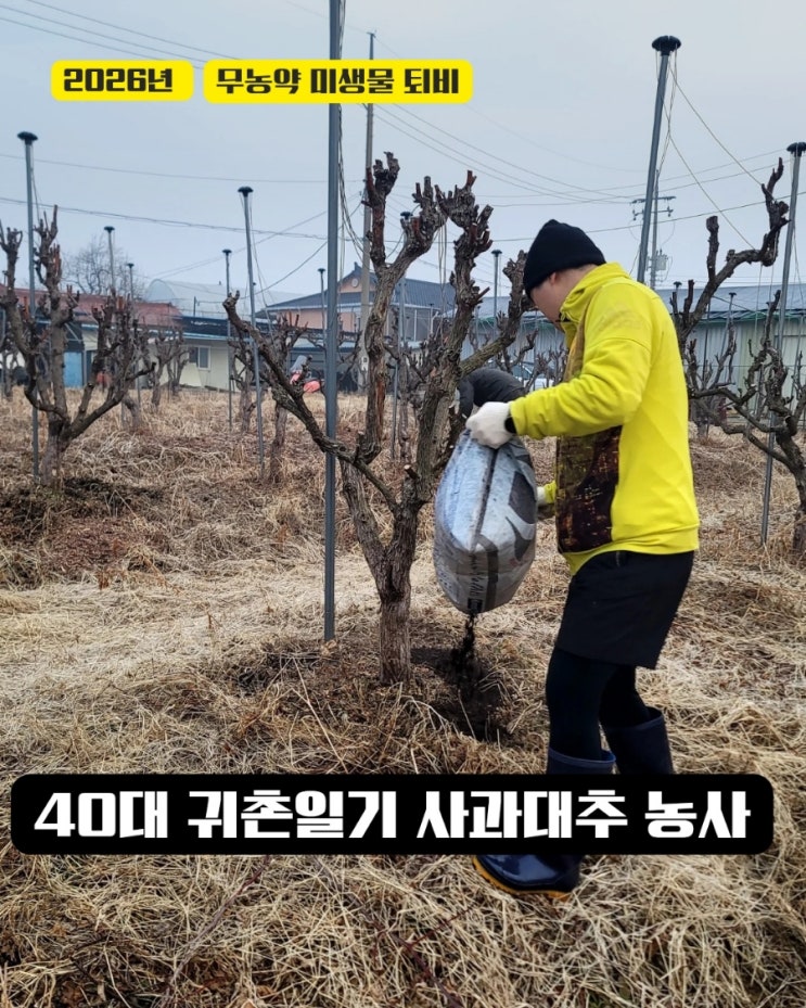 40대귀촌일기 안성 사과대추나무 무농약의 시작 미생물 자연 퇴비 주기