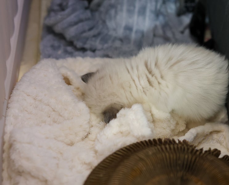  고양이 코박고 자는 이유, 코가 시려서일까?｜놀고 나서 더 심해지는 진짜 이유