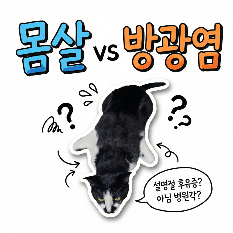  고양이 특발성 방광염 증상과 원인, 명절 스트레스 후 혈뇨 및 빈뇨 확인법