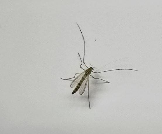 모기 잡는, 모기약 뿌리는, 죽이는, 사는, 놓치는 꿈 해몽