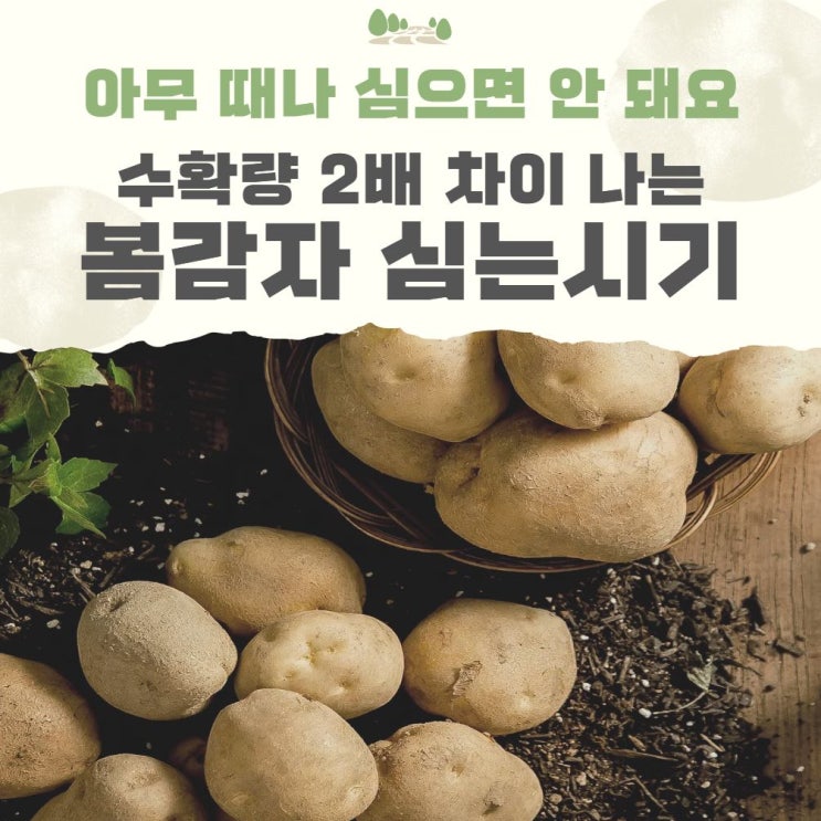  봄감자심는시기 방법 관리 지역별