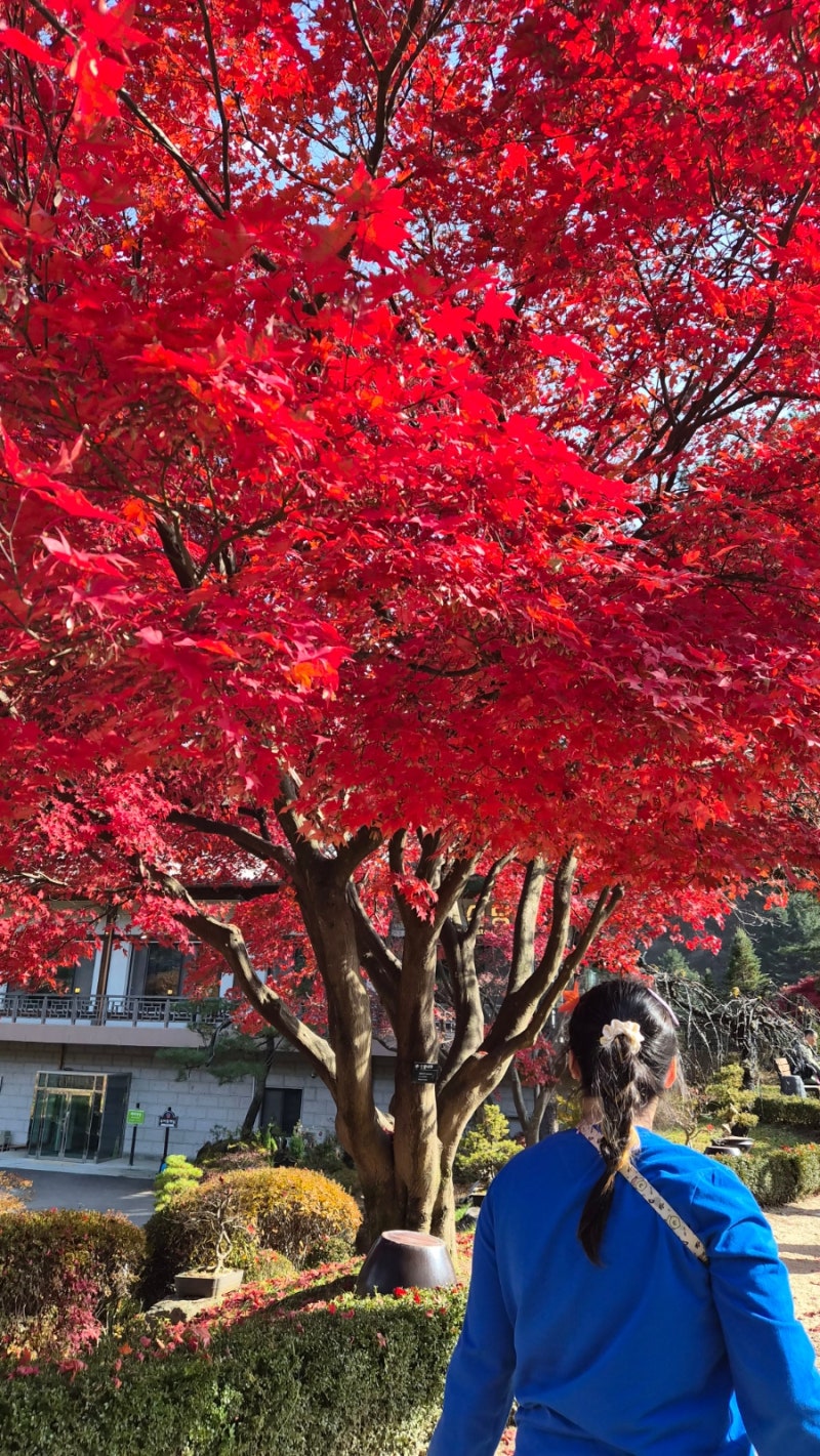 아침고요동물원 수목원 패키지 운영시간 입장료 정리❤️