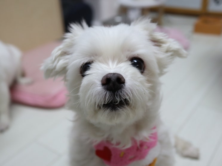  강아지가 진짜 가족이라고 느낄 때 보이는 신호 7가지