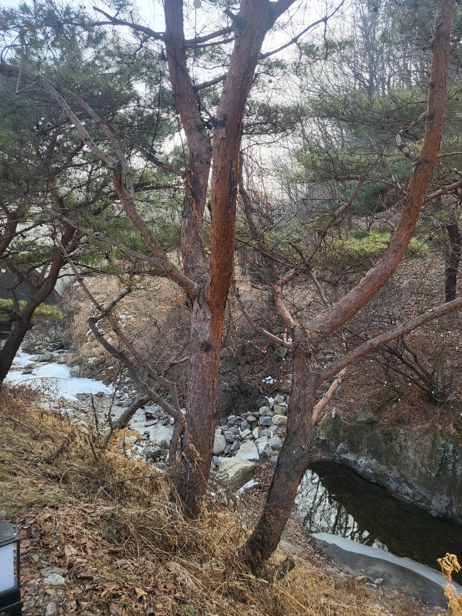 무지골 사진 1