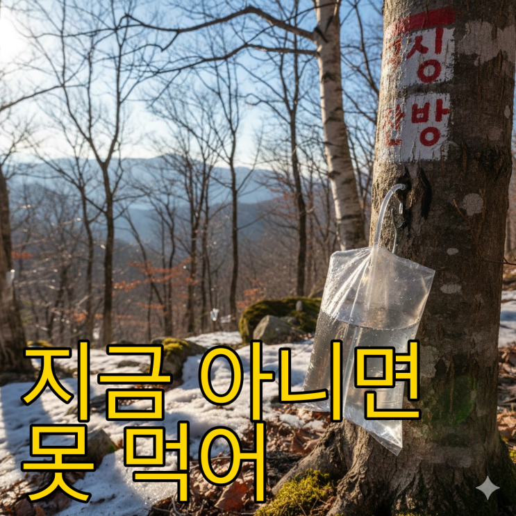  1년에 딱 한 달, 뼈가 마시는 보약 고로쇠물의 진실