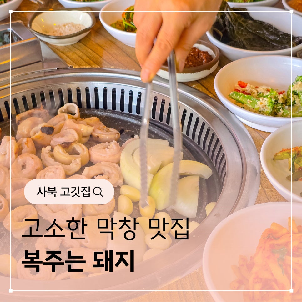 복주는돼지 사진 1