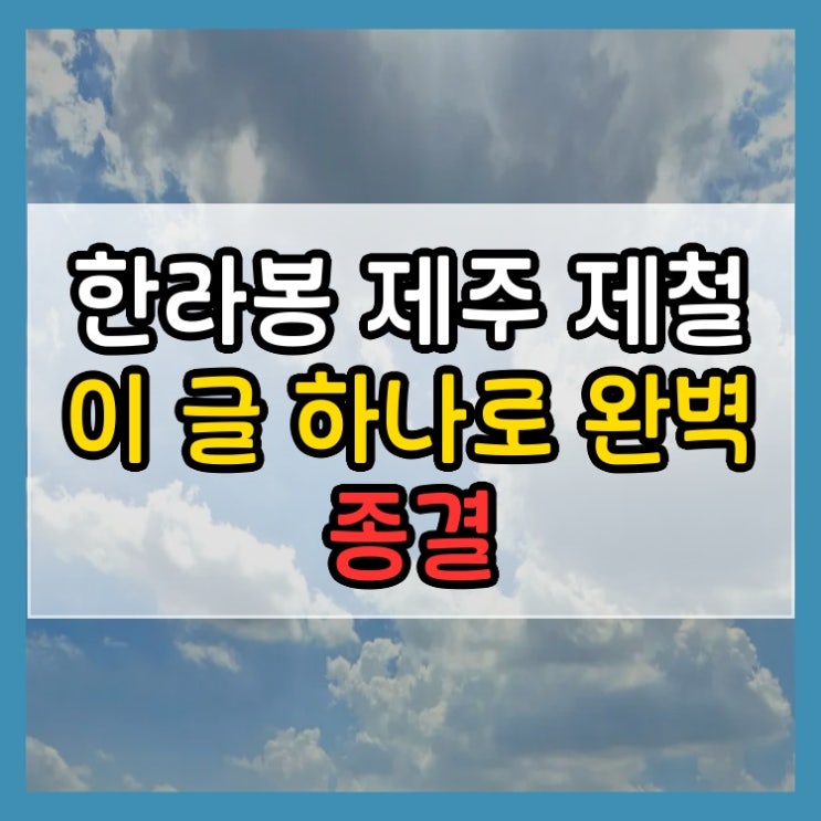  한라봉 제주 제철 이 글 하나로 완벽 종결
