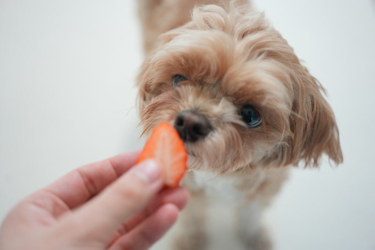  고양이 강아지 딸기 이렇게 주면 독이라고?