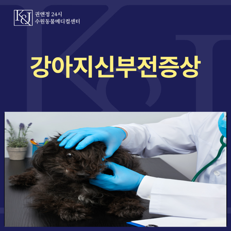 강아지신부전증상, 물을 많이 마실 때 확인할 점