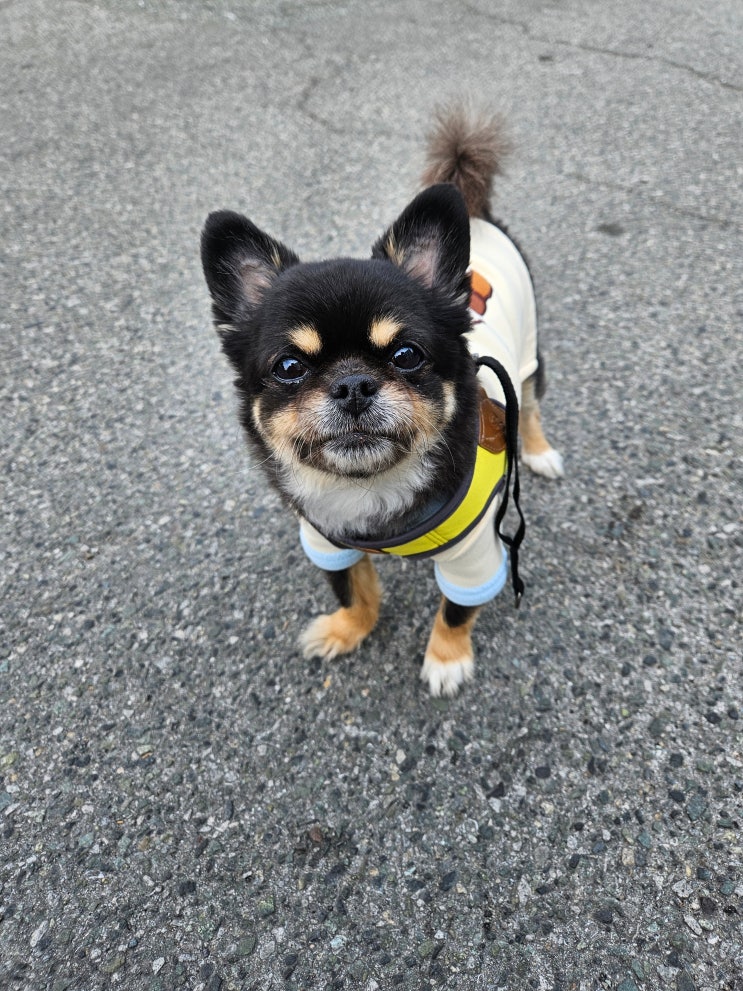  와꾸와 행복한 동행 일기