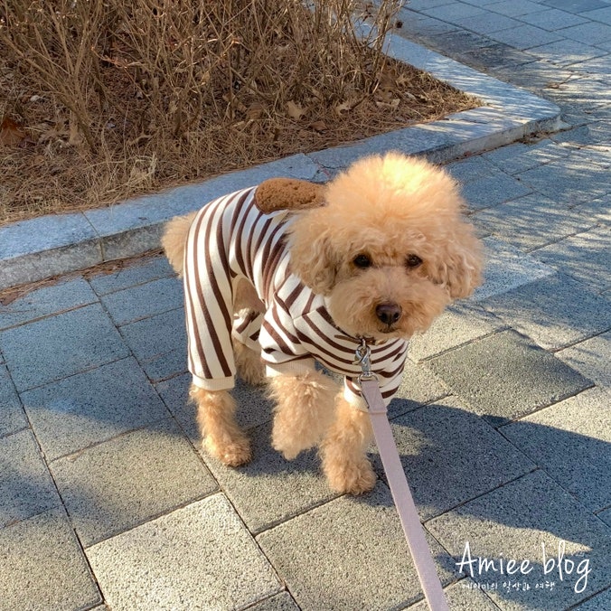 강아지 골육종 증상 조기 발견이 중요한 이유 확인하세요!