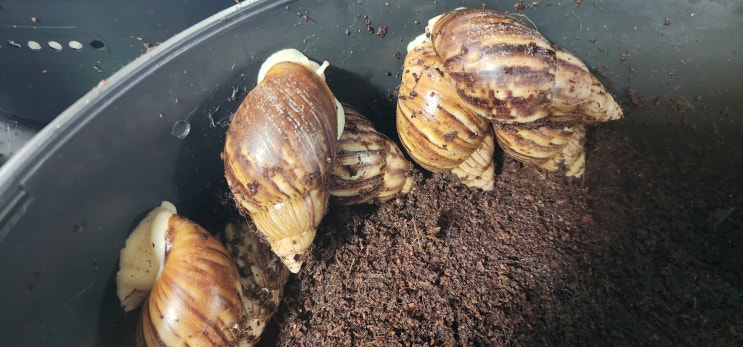  아프리카왕달팽이 스마트팜에서 안정적으로 사육하여 분양해요