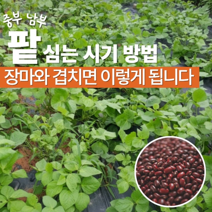  팥심는시기 방법 중부 남부 파종
