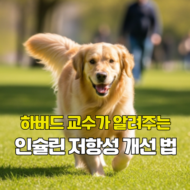 하버드 교수 말한 인슐린저항성 뜻과 개선 법 3가지