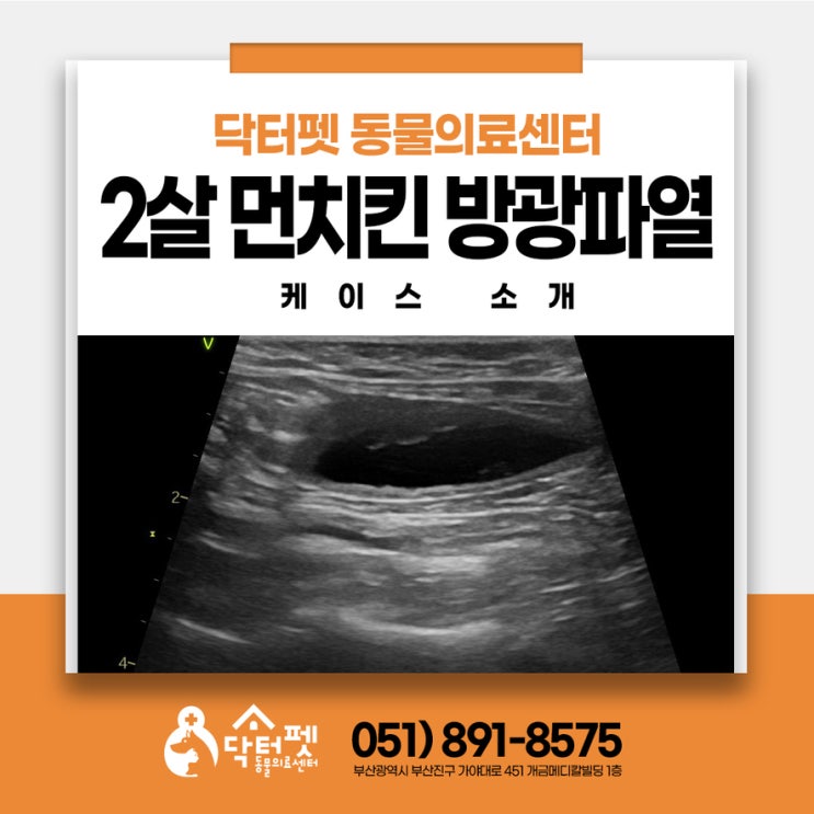  2살 고양이 오줌 못 누다 방광파열까지? 부산 24시 동물병원 FLUTD