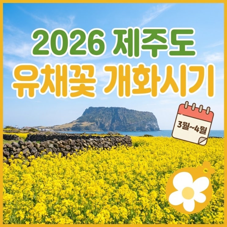  2026년 제주 유채꽃, 인생샷 명당 & 항공권 70% 싸게 끊는 3가지 비밀! (실제 방문 경험담 - 사진 / 제주도 유채꽃 명당 지도 포함)