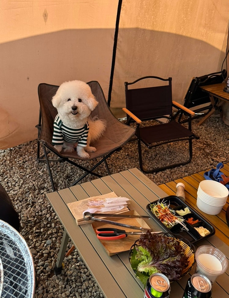 서울근교 애견동반 글램핑장 강아지랑 몸만 가서 바베큐 즐기는 강원도 원주 캠핑 감성 글램....