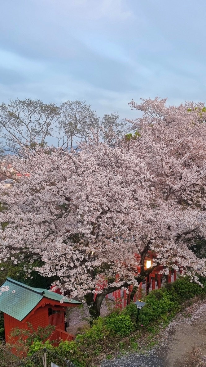 [후쿠오카] 3월 말 아타고신사에서 벚꽃 즐기기 (가는법, 후쿠오카 야경 명소, 후기)